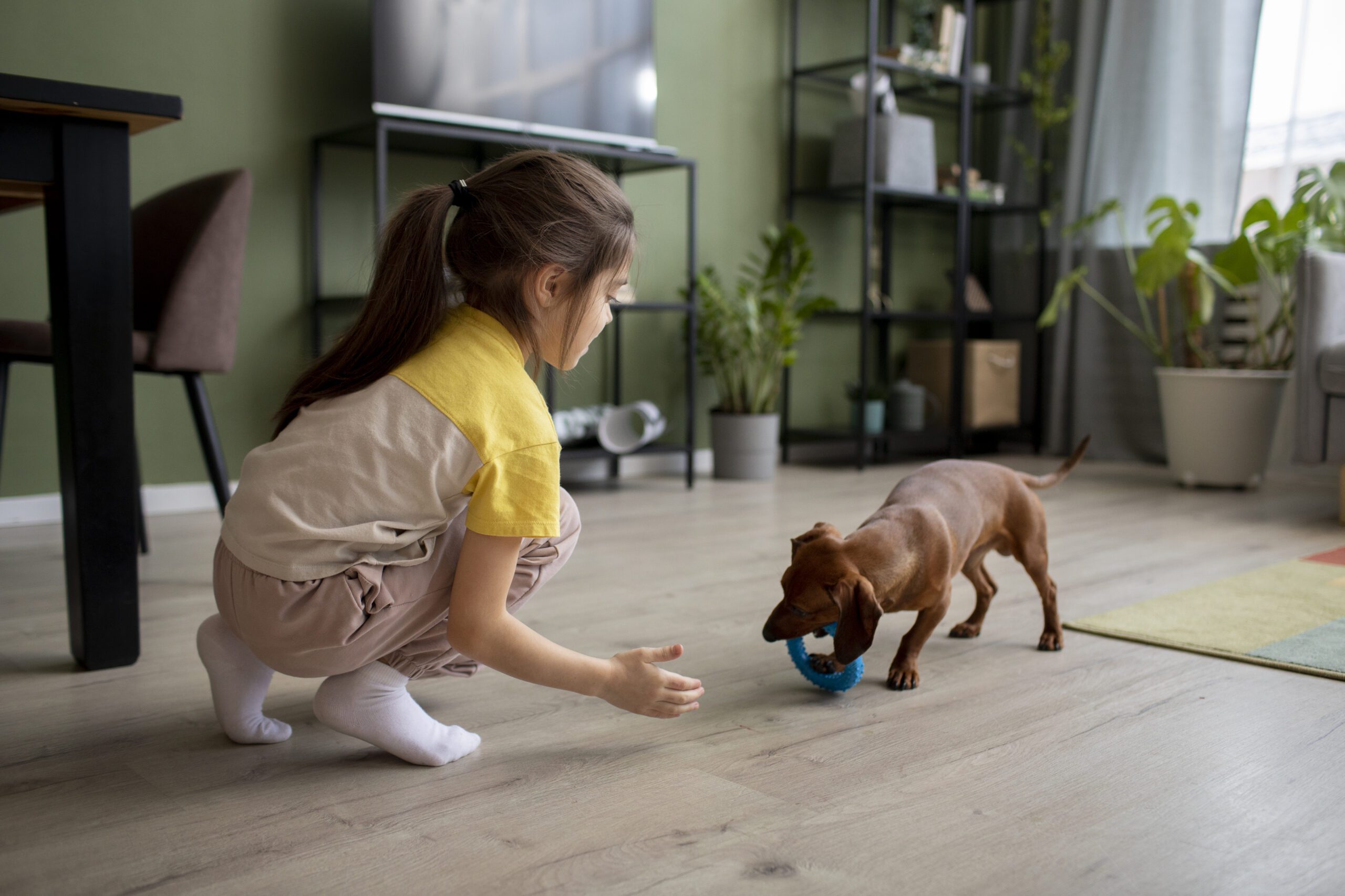 close-up-beautiful-dachshund-playing-with-kid-scaled.jpg close-up-beautiful-dachshund-playing-with-kid-scaled.jpg