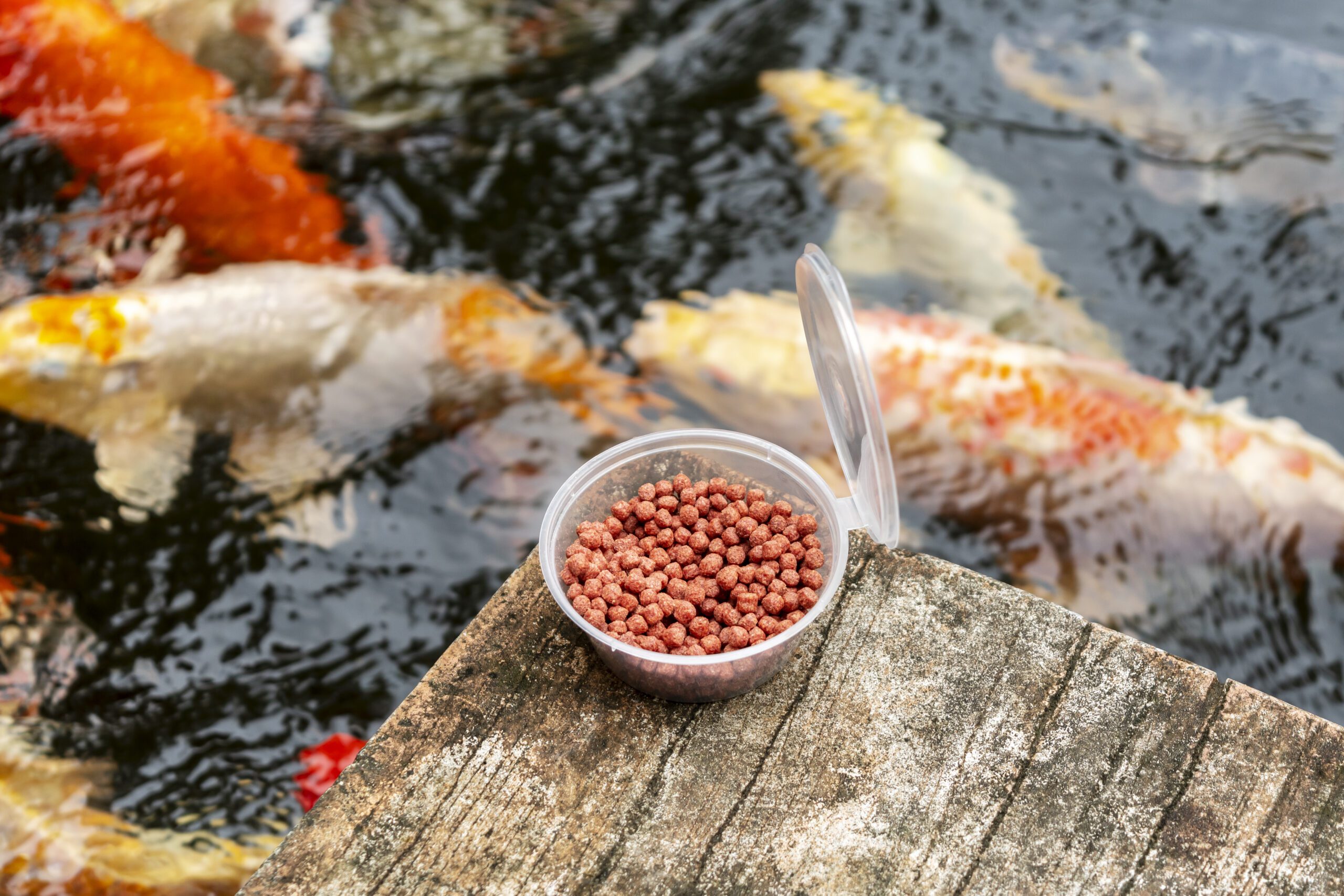food-for-the-fish-in-the-form-of-balls-on-the-back-2023-11-27-05-20-52-utc-scaled.jpg food-for-the-fish-in-the-form-of-balls-on-the-back-2023-11-27-05-20-52-utc-scaled.jpg