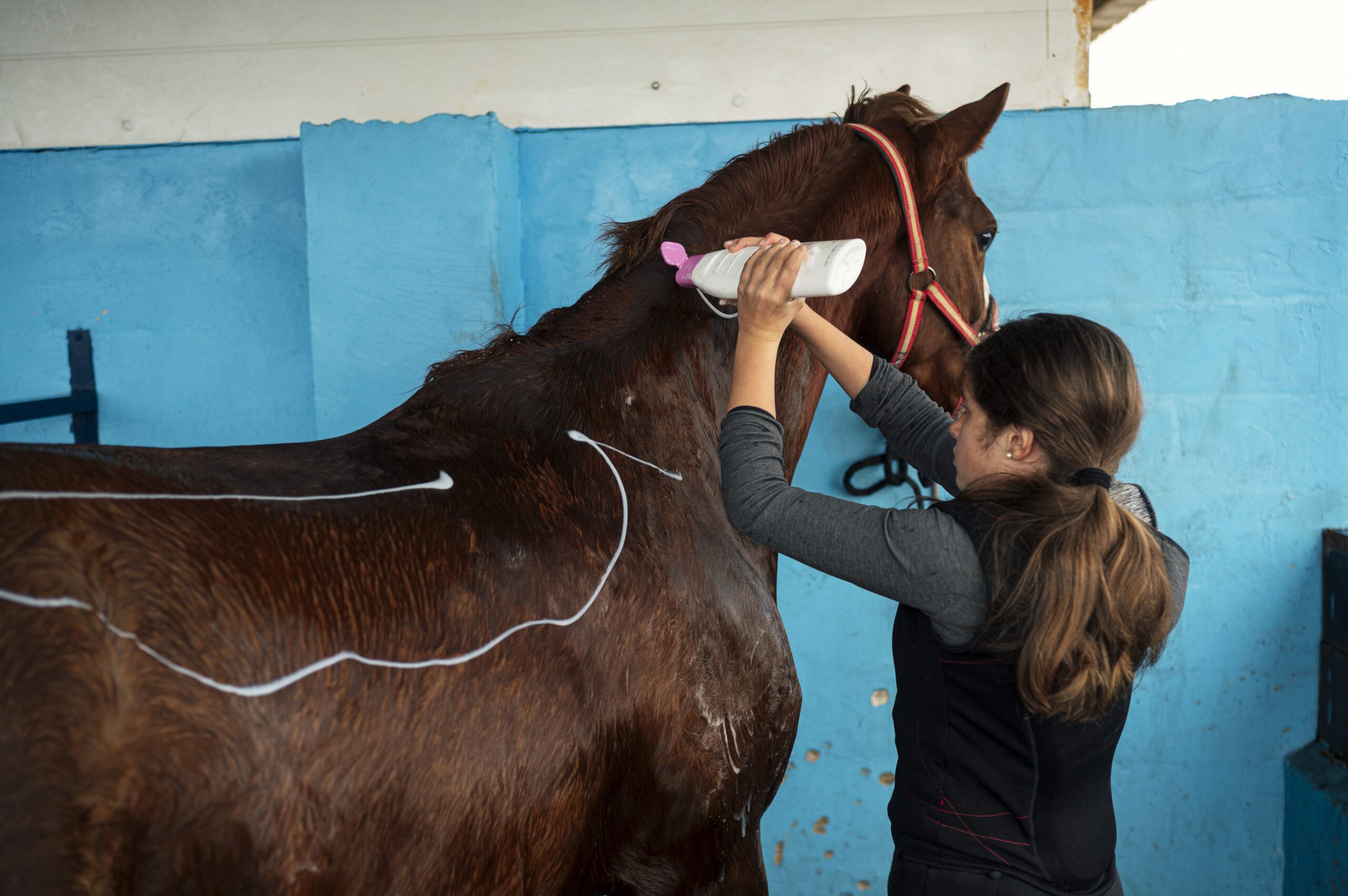 girl-with-special-clothes-and-washing-her-horse-af-2023-11-27-04-50-10-utc-scaled.jpg girl-with-special-clothes-and-washing-her-horse-af-2023-11-27-04-50-10-utc-scaled.jpg