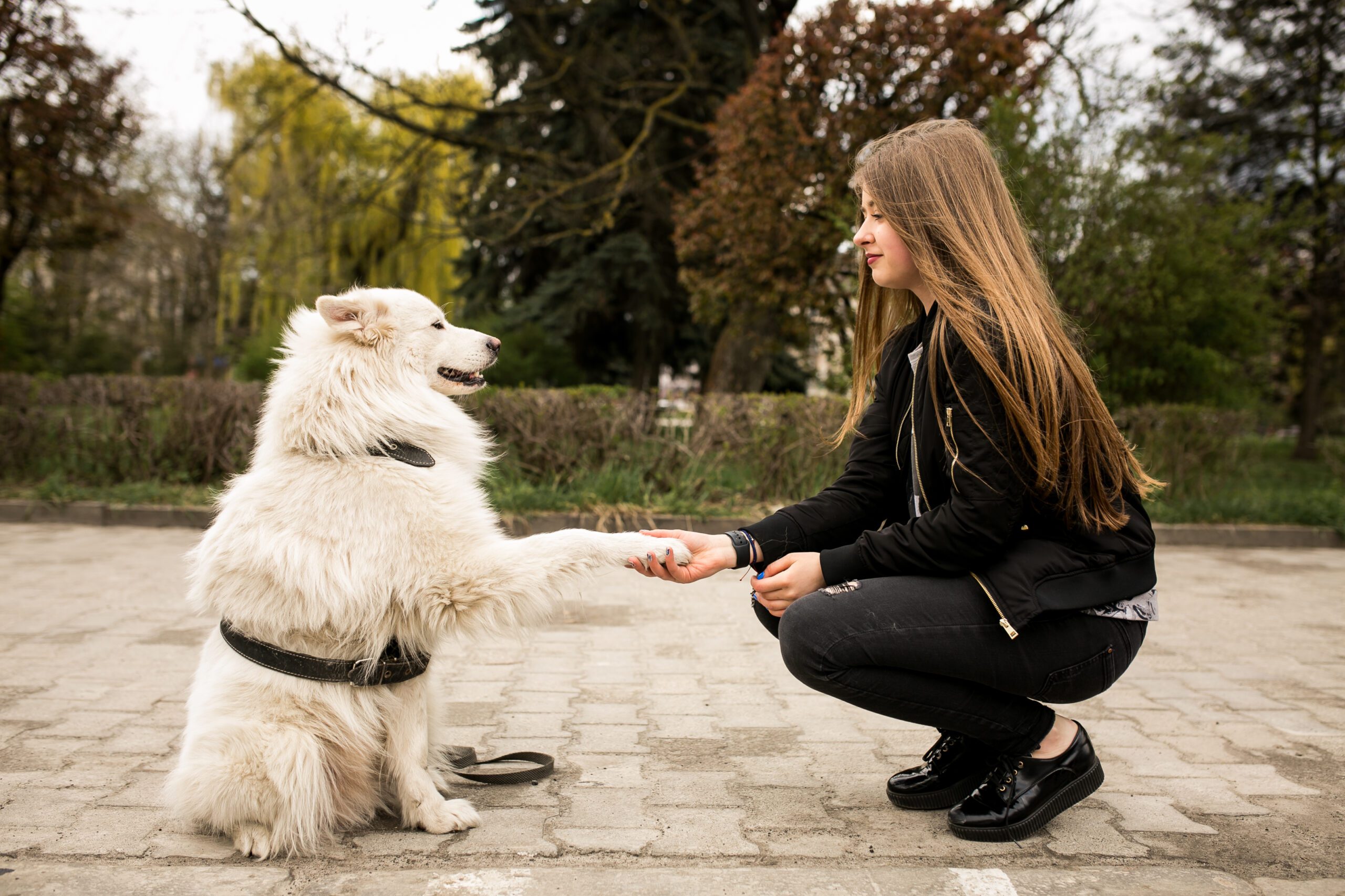 walk-female-african-dog-person-scaled.jpg walk-female-african-dog-person-scaled.jpg